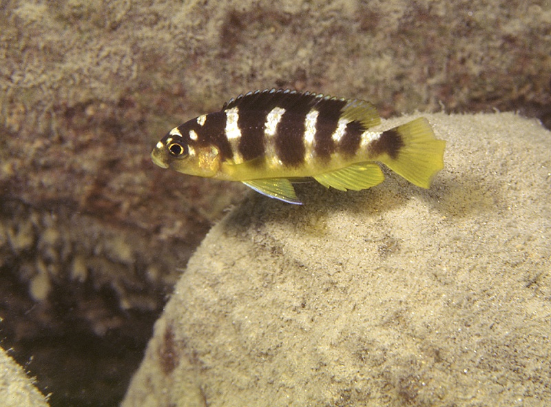 Pseudotropheus crabro 'Cobwe'